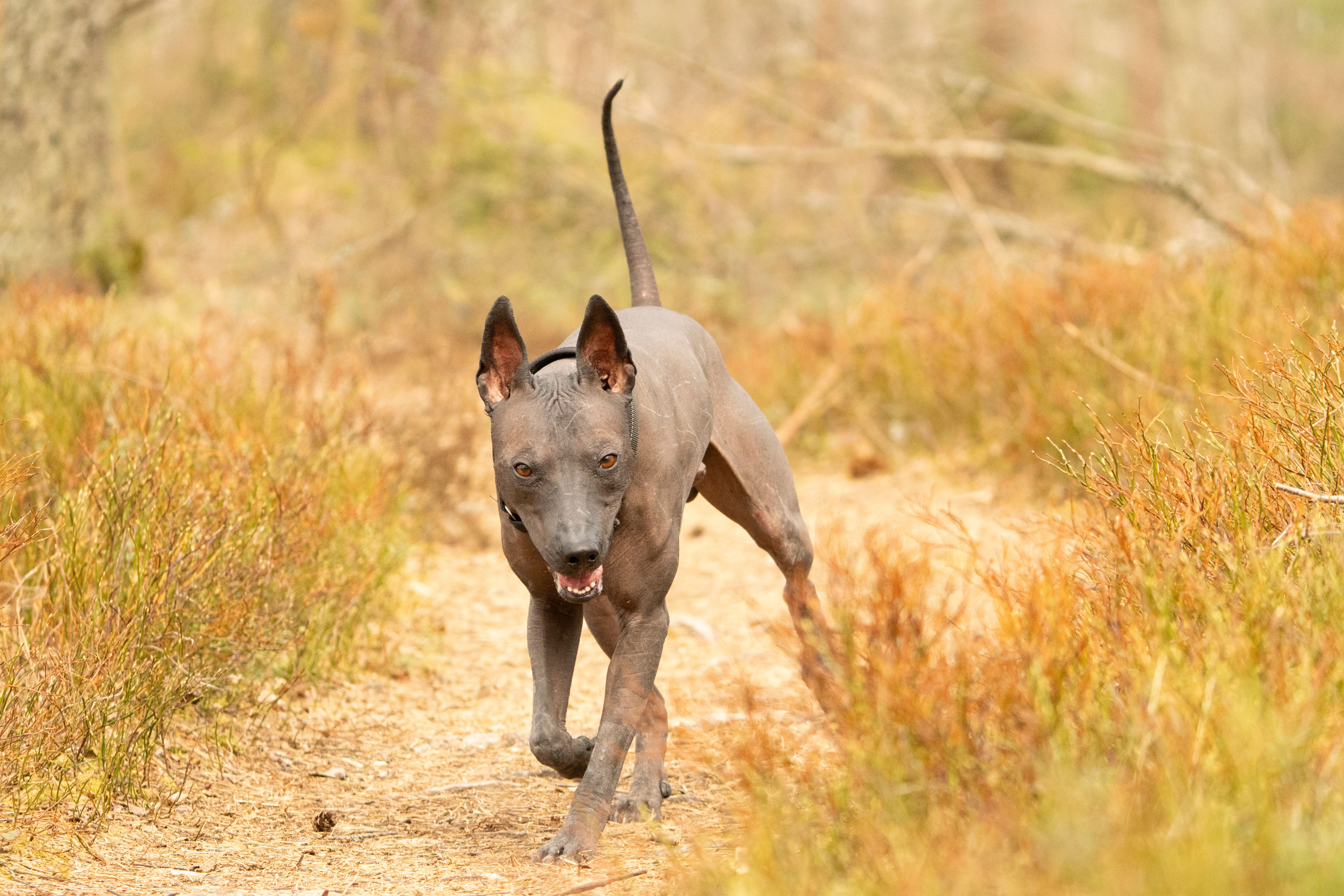 A Mexican Hairless Dog energetically running on a forest path surrounded by autumn foliage.
