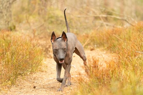 Free A Mexican Hairless Dog energetically running on a forest path surrounded by autumn foliage. Stock Photo