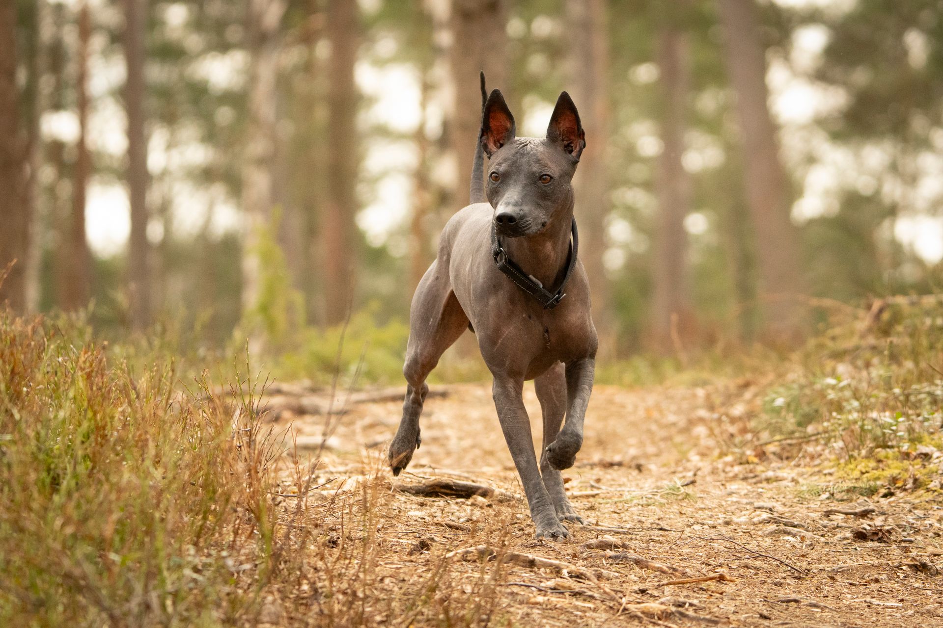 A Xoloitzcuintle