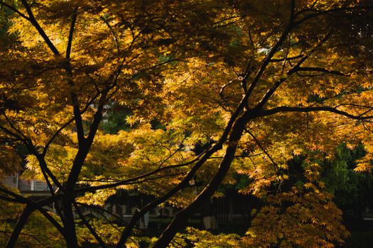 Beautiful sunlit autumn leaves with golden hues, capturing the essence of fall in a serene forest setting.