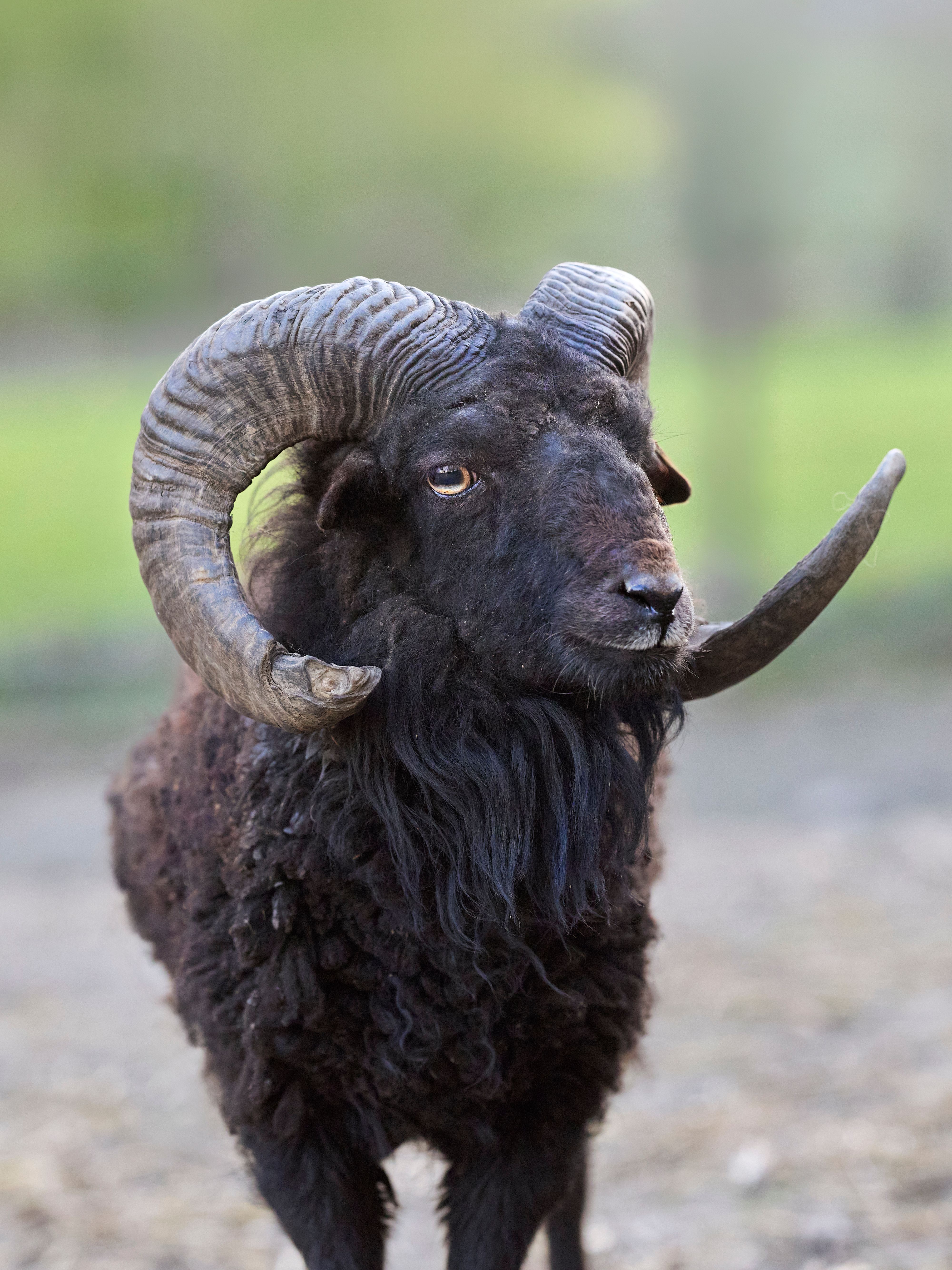 A striking portrait of a black Ouessant ram with prominent curved horns in a natural setting.