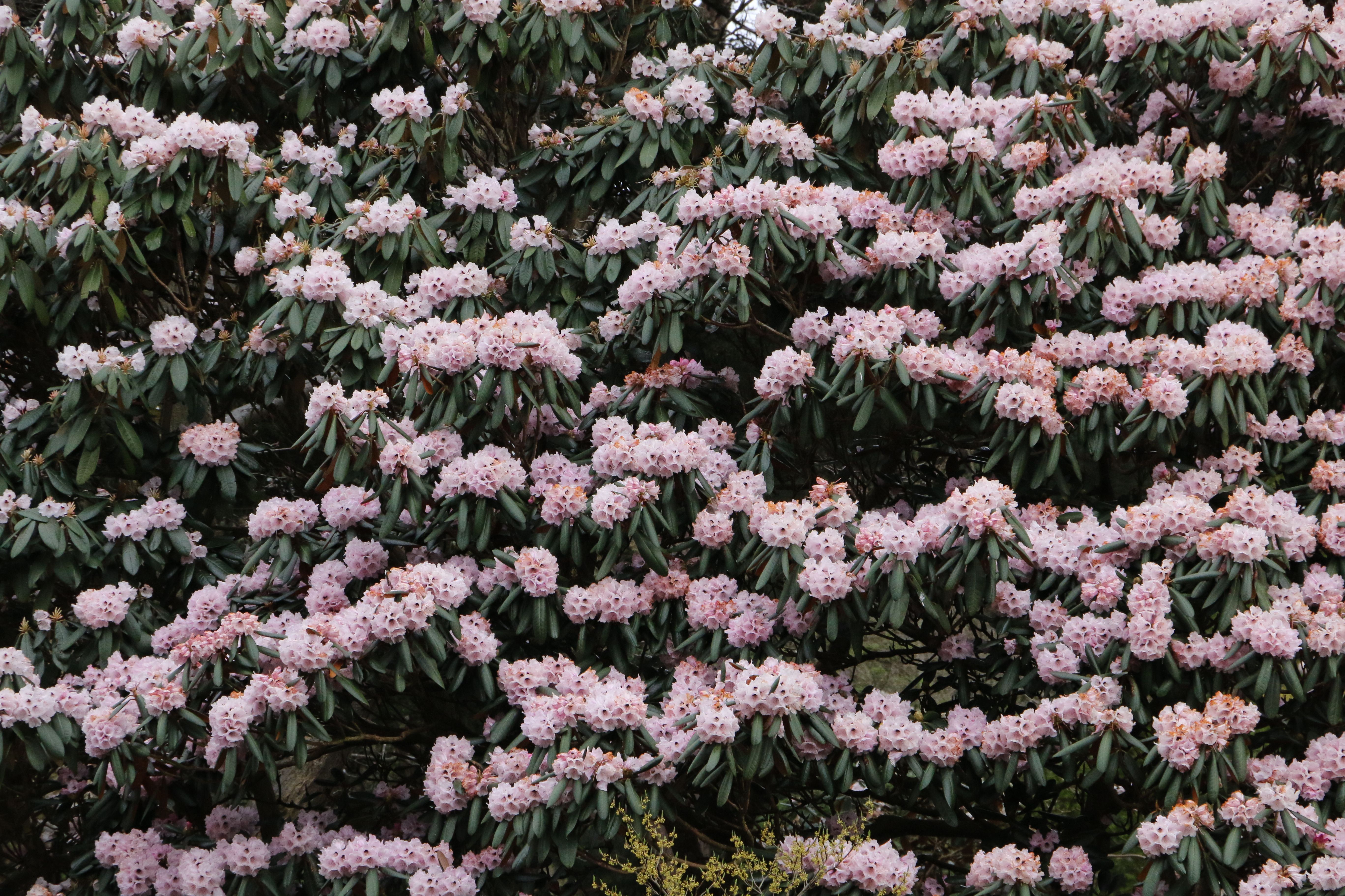 Randonnée Mohare Danda avec rhododendrons