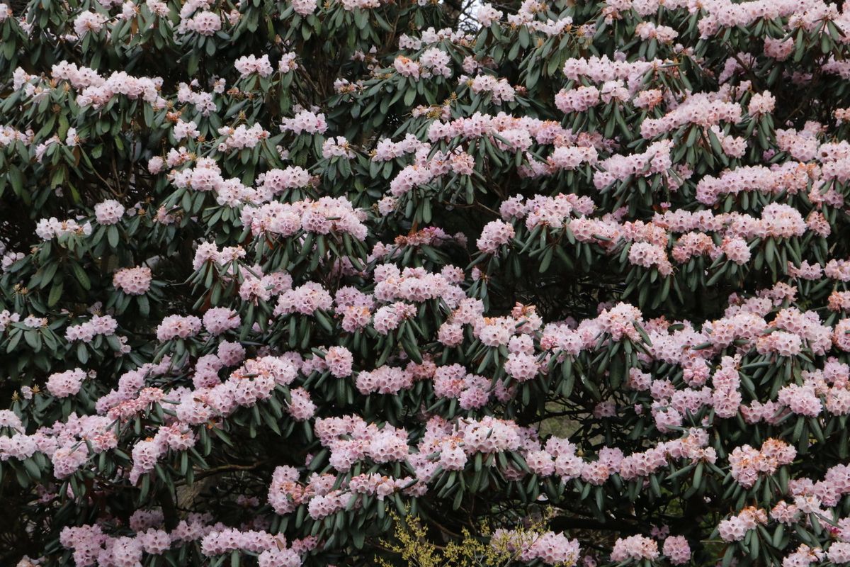 Tufe masive de rododendroni infloriti, primavara