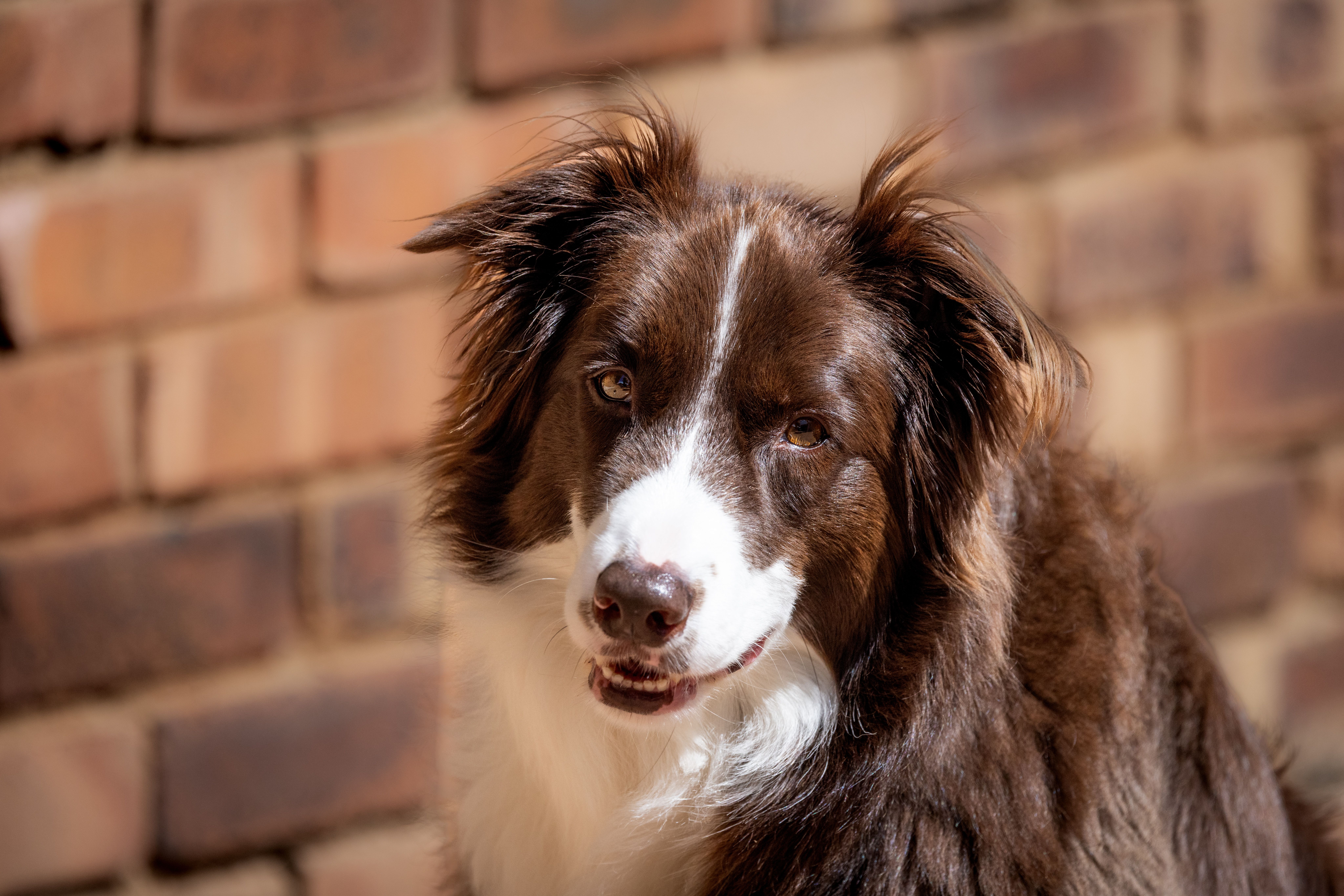 Veterinary care for a dog