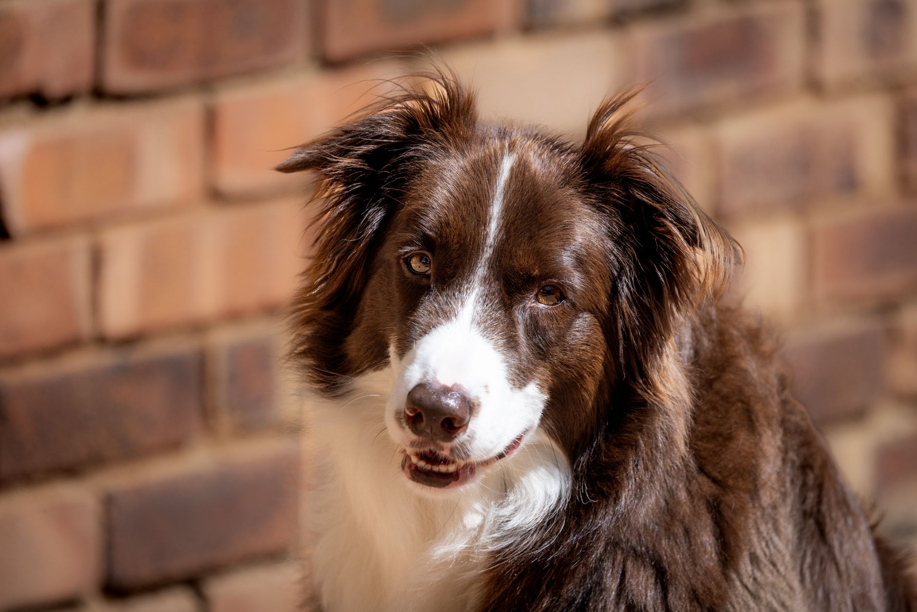Veterinary care for a dog