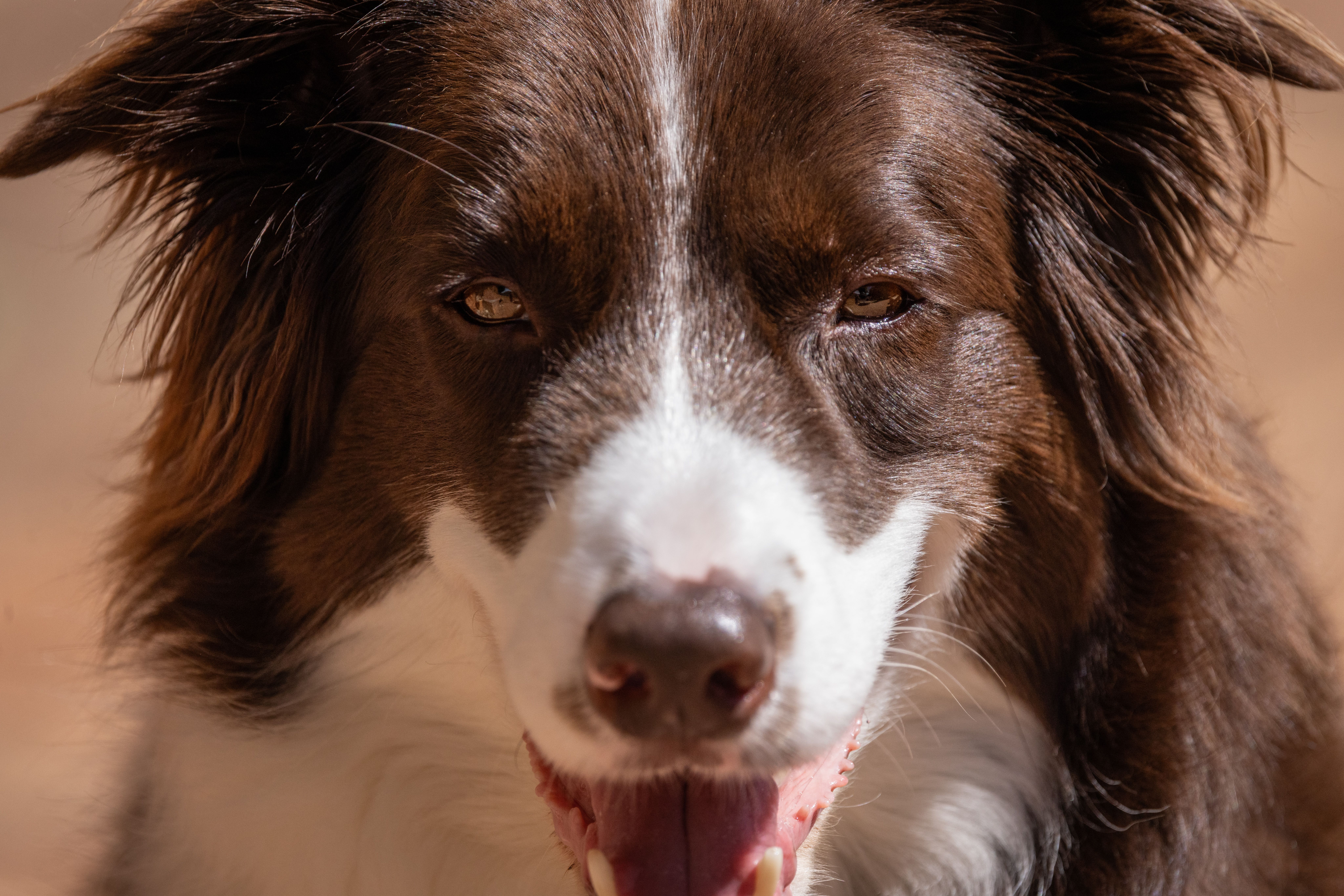 Rapawzel Dog Grooming &amp; Daycare Opens New Location on Manhattan’s Upper West Side — Photo by Magda Ehlers on Pexels