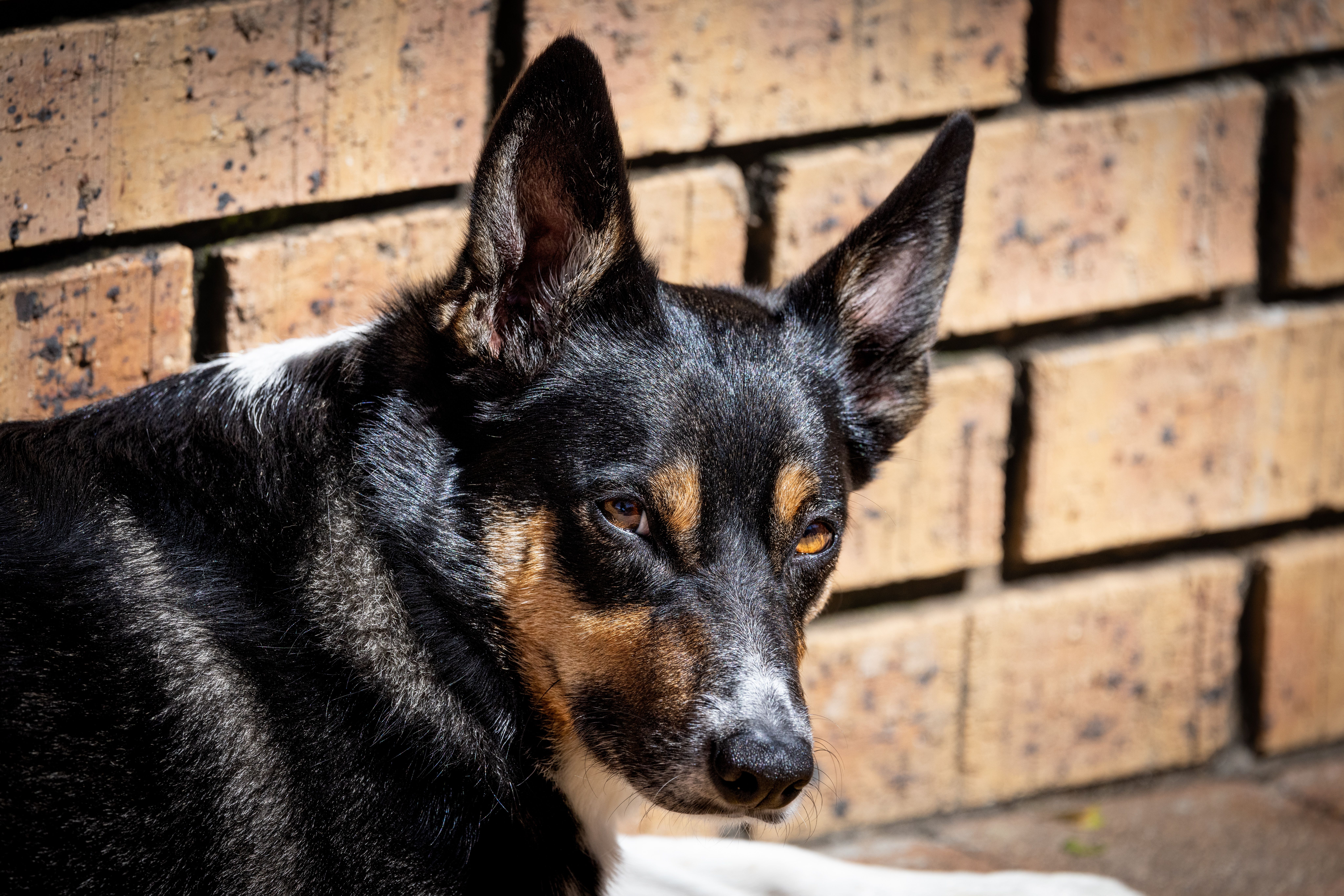 Veterinary care for a dog