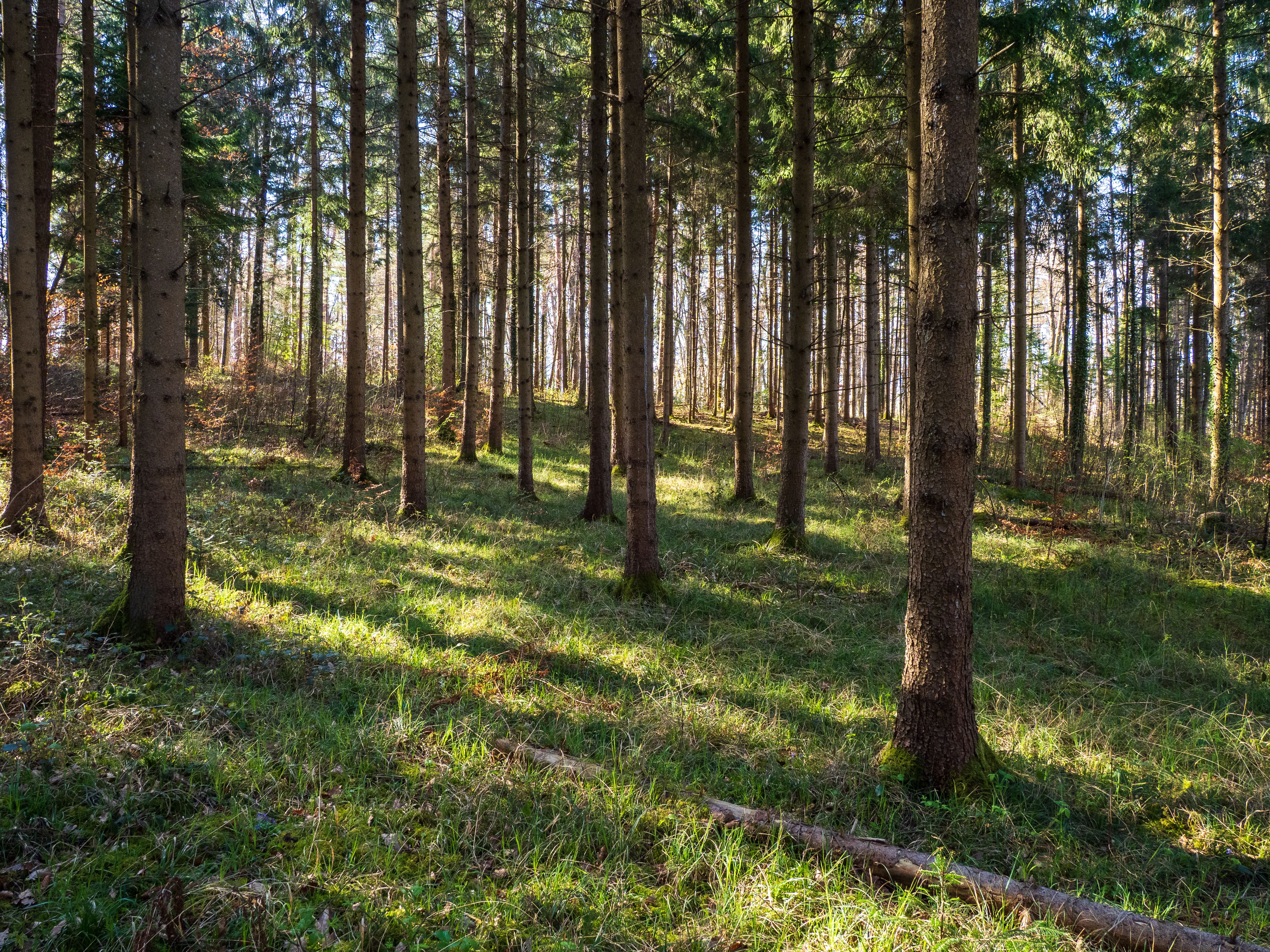 Serene Sunlit Forest with Evergreen Trees · Free Stock Photo