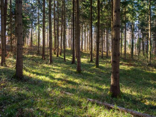 Free Sunlight filtering through a tranquil evergreen forest, creating a peaceful natural setting. Stock Photo