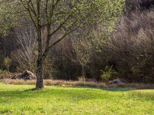 Free A peaceful scenery with a lone tree in a grassy meadow under bright sunlight, surrounded by dense woods. Stock Photo