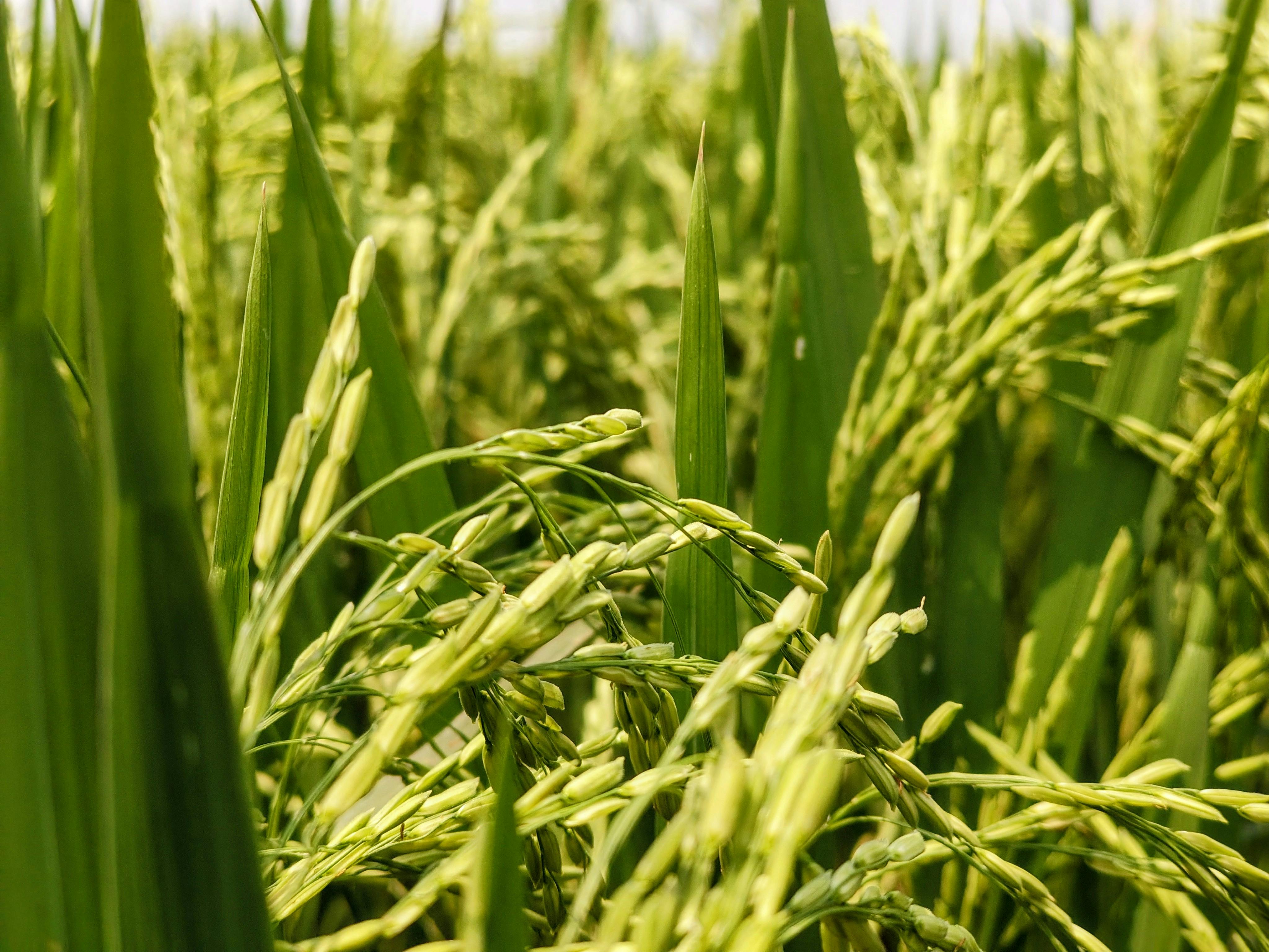 Rural agricultural landscape