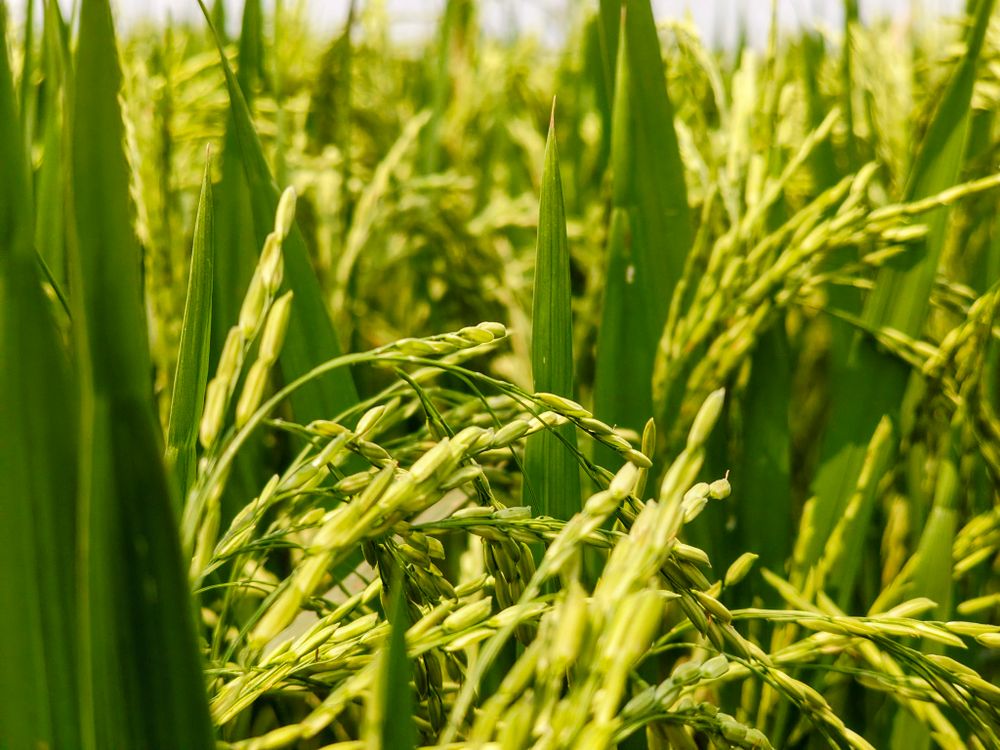 Normal Rice Plant Close-Up of Lush Green Rice Plants in Field · Free Stock Photo