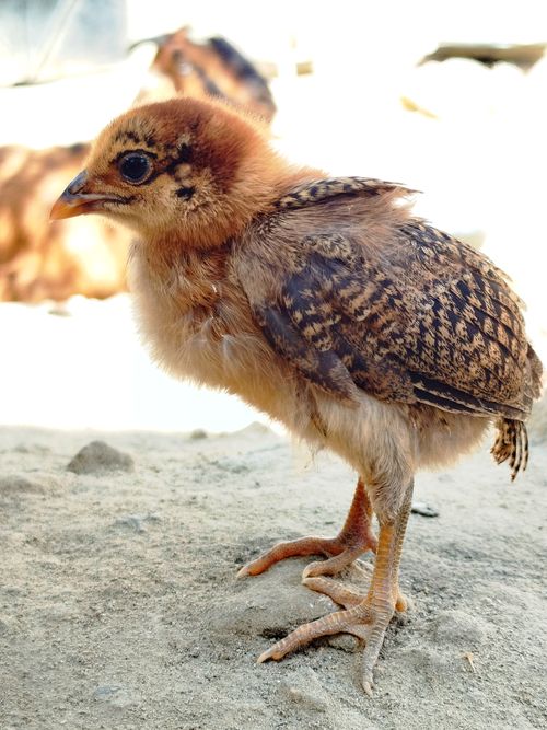 Free Adorable baby chick standing on sandy ground in outdoor setting, close view. Stock Photo