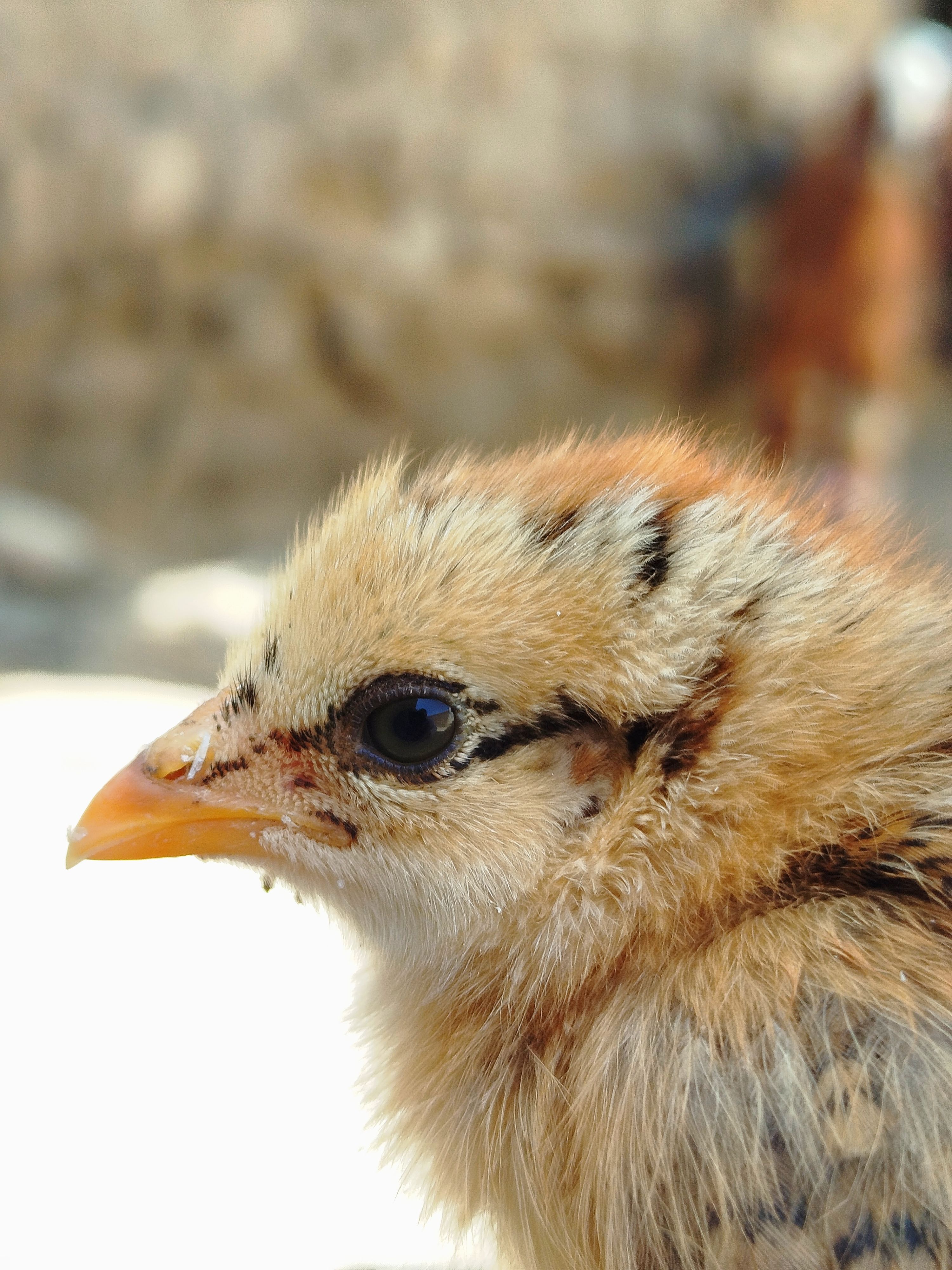 Close-Up of a Young Chick Outdoors · Free Stock Photo
