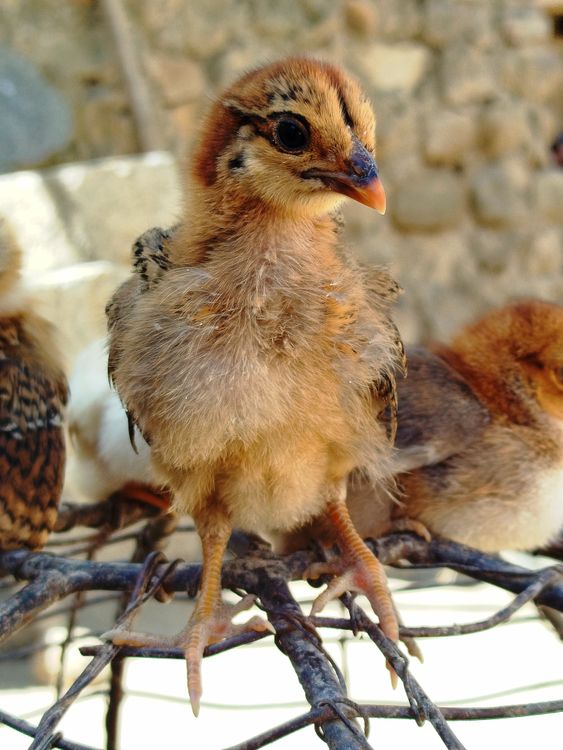 Rustic Chick Closeup of Adorable Baby Chick Outdoors · Free Stock Photo