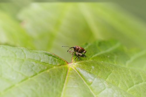 Free Macro image of a cricket perched on a large green leaf outdoors. Stock Photo