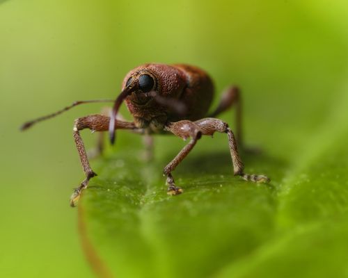 Free Macro shot of a brown weevil perched on a green leaf, showcasing its detail. Stock Photo