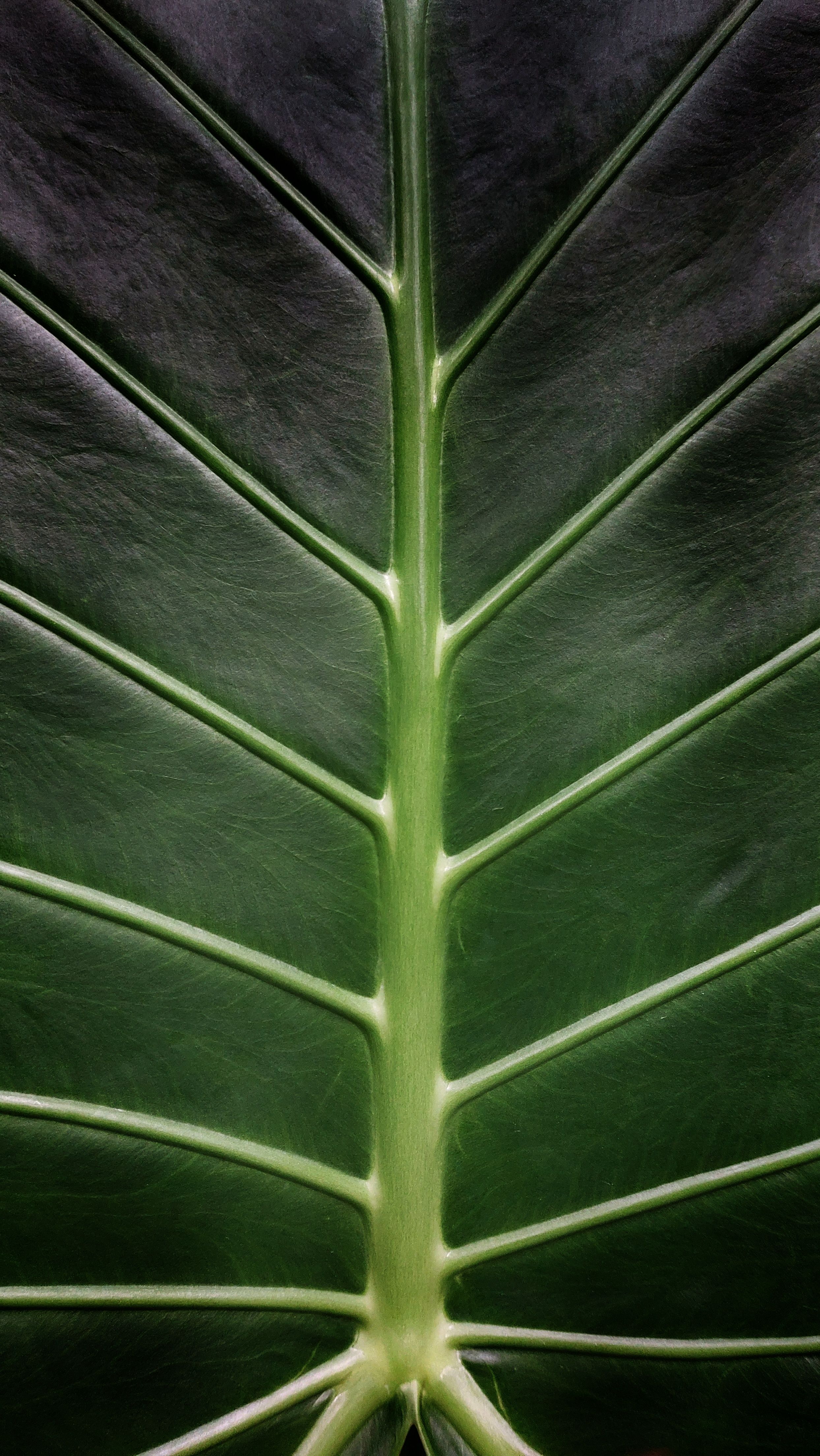 Detailed close-up of a green Alocasia leaf highlighting its natural vein structure.