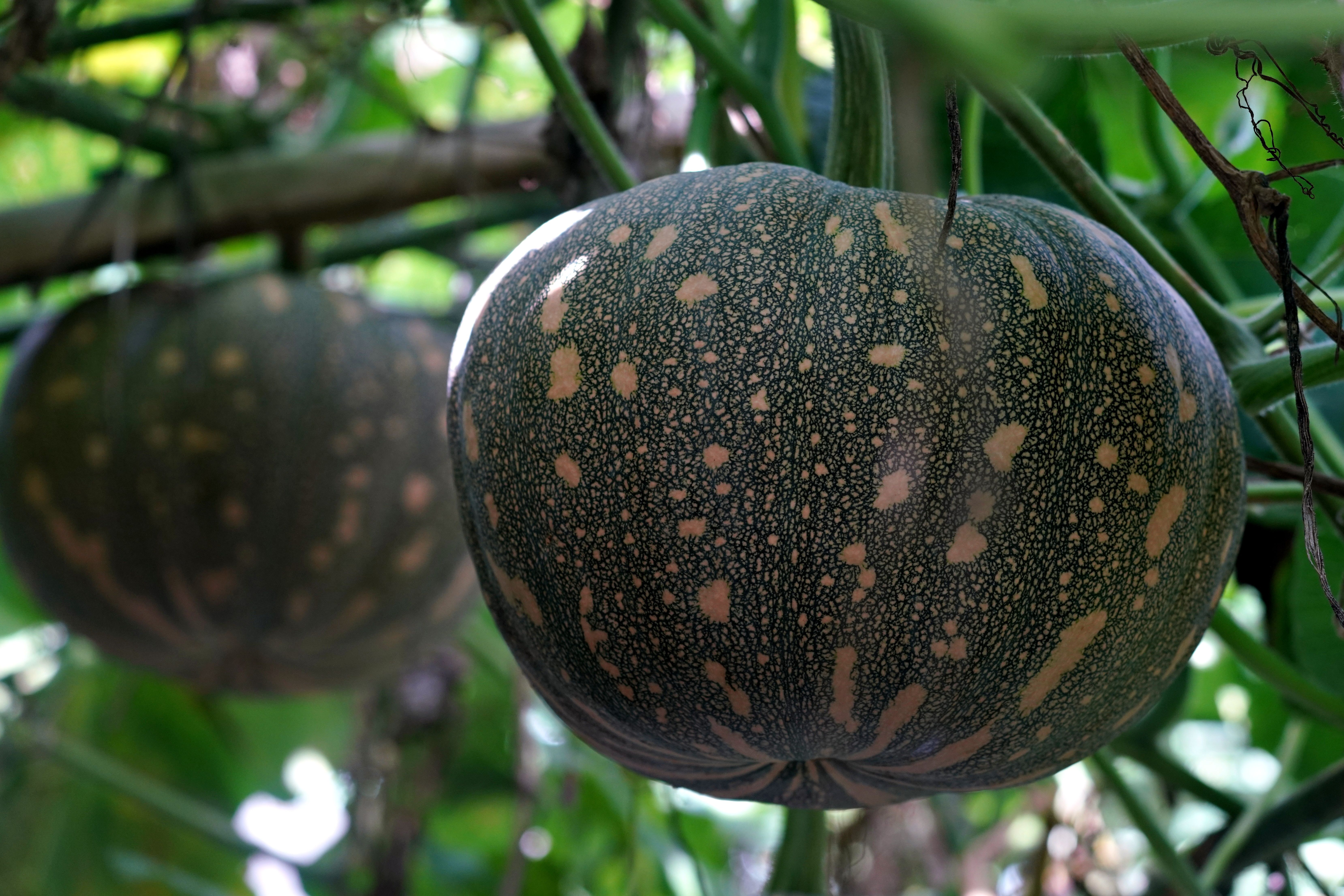 Culture Potimarron : Guide Complet Jardinage