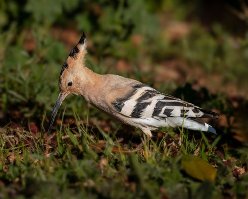 Free Eurasian Hoopoe feeding on the ground, surrounded by greenery. Stock Photo