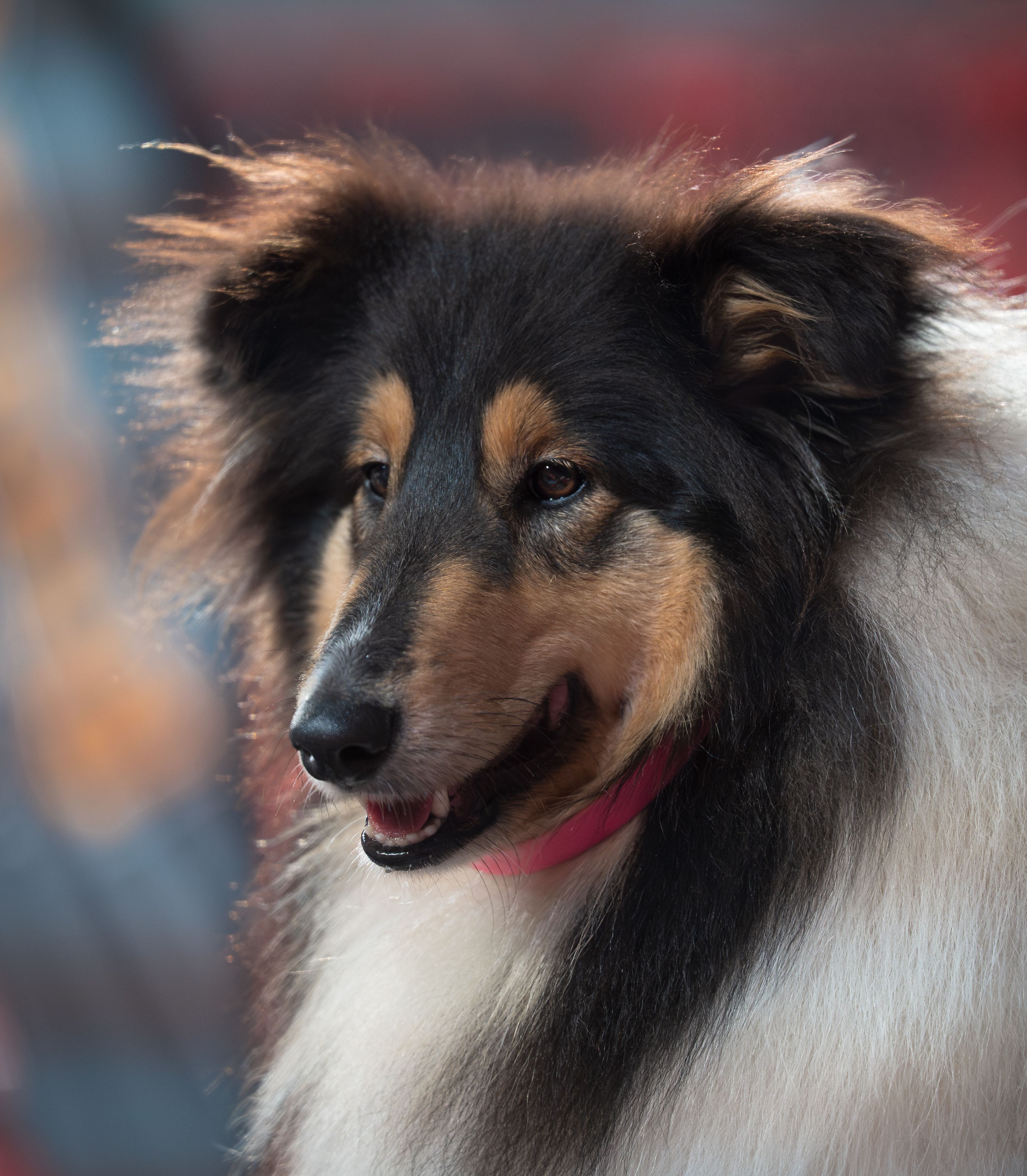 Portrait of a Beautiful Rough Collie Dog · Free Stock Photo
