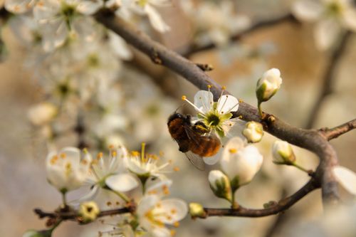Free A bee gathering nectar from white spring blossoms, captured in close-up detail. Stock Photo