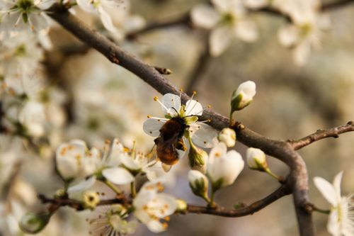Free Close-up of bee collecting nectar from white blossoms, symbolizing spring and nature's beauty. Stock Photo