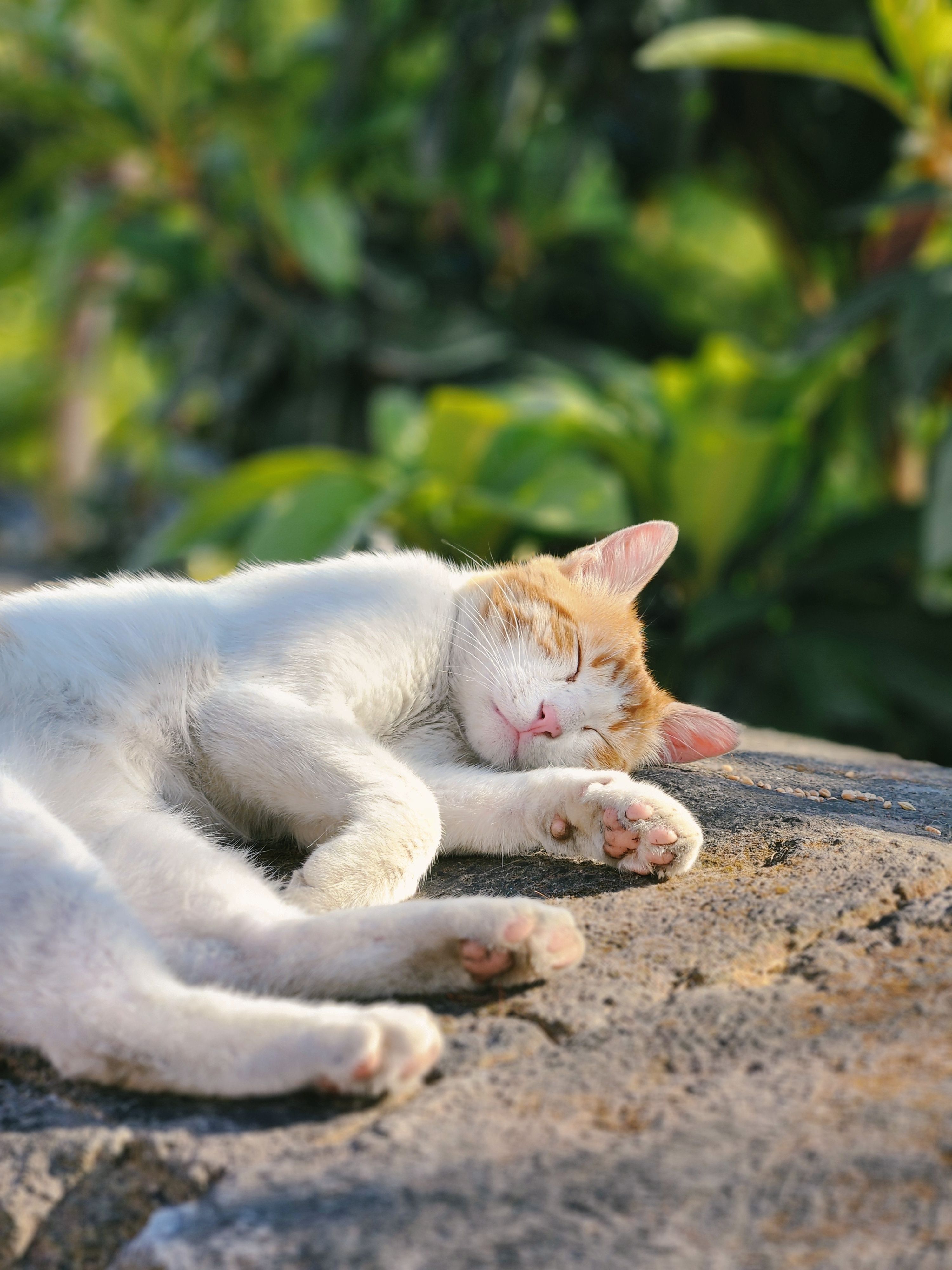 Un Gato Durmiendo Plácidamente Al Sol Al Aire Libre. · Foto de stock ...