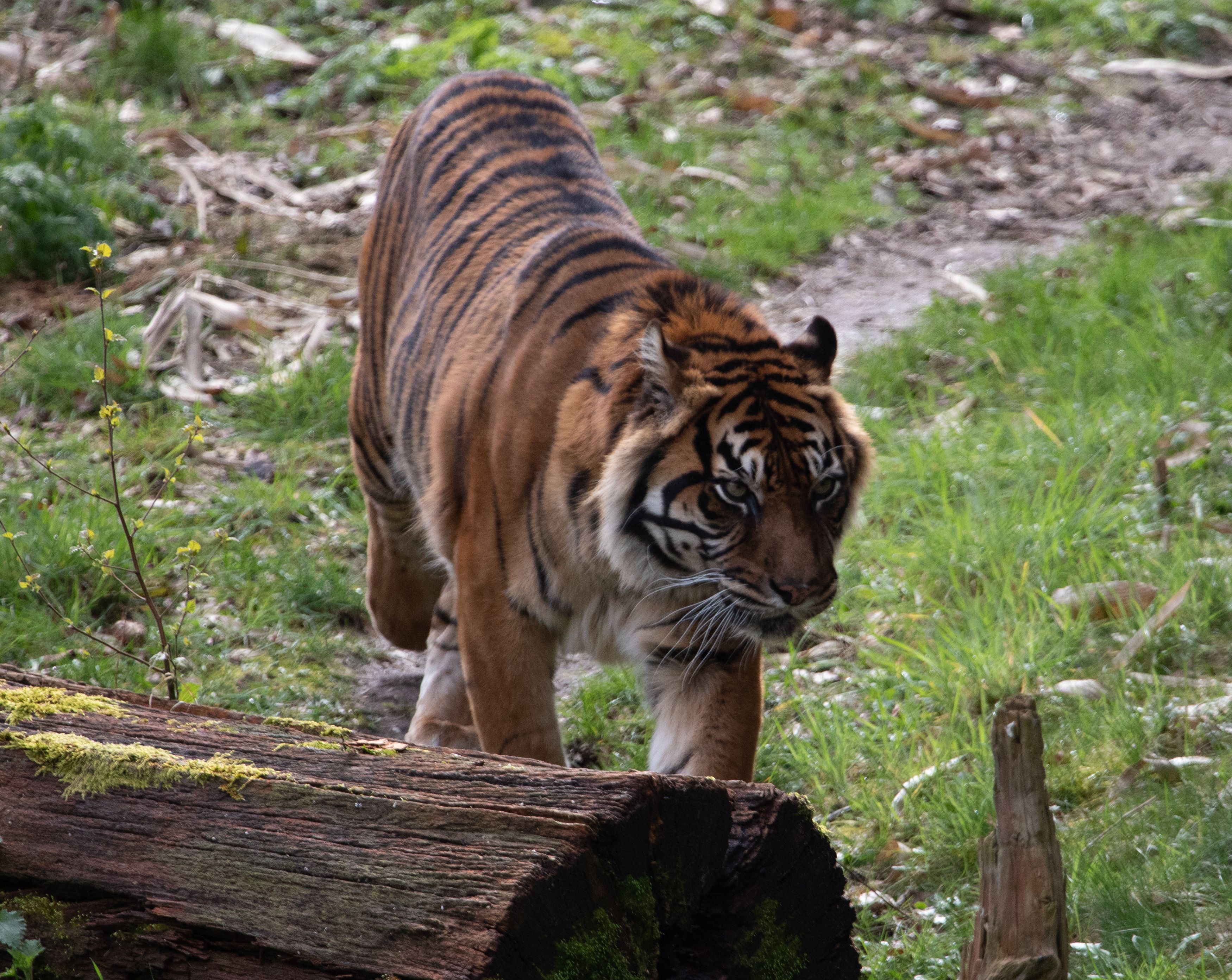 gratis Een Sumatraanse tijger wandelt door weelderig groen en laat zo zijn natuurlijke leefomgeving zien. Stockfoto