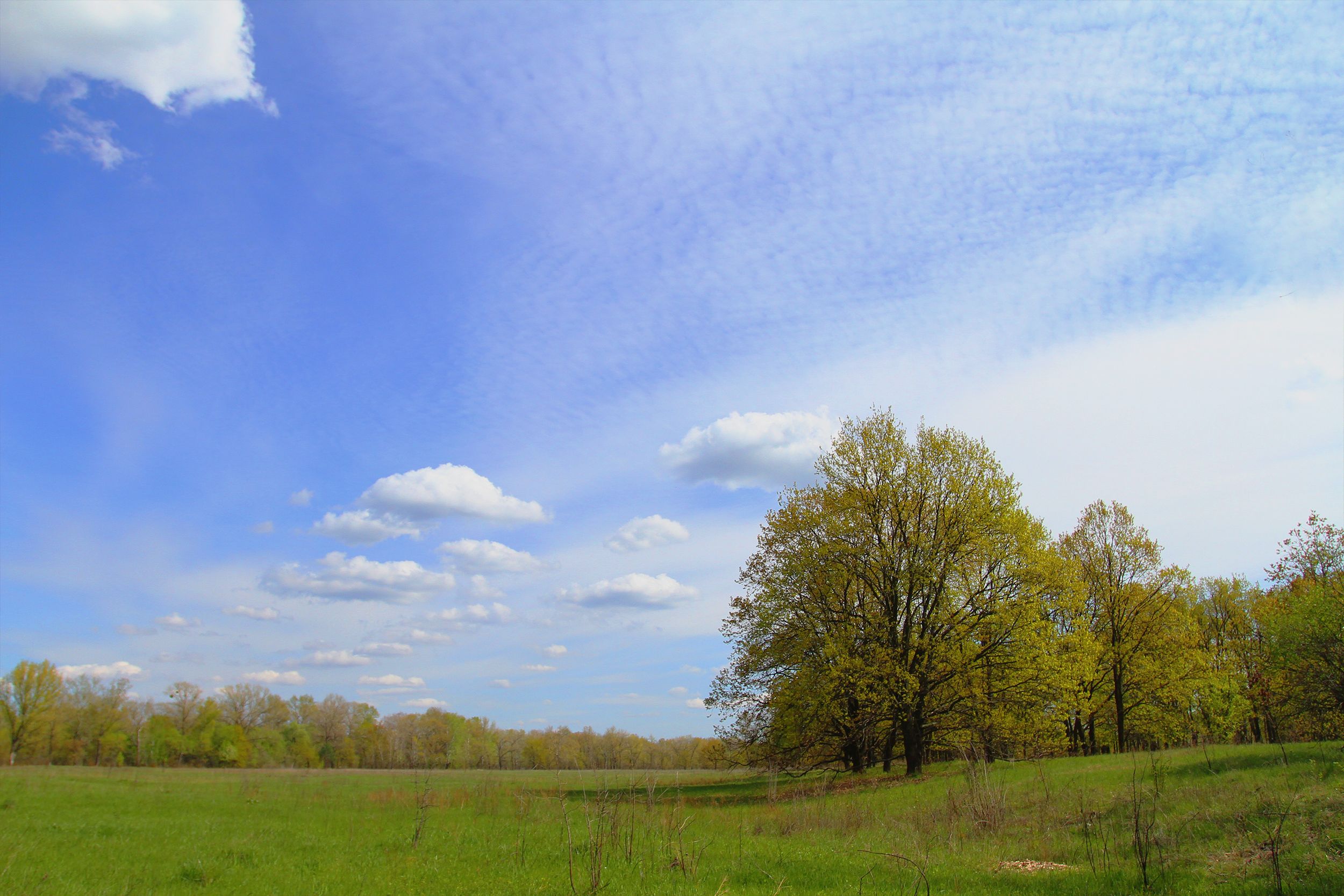 Scenic Spring Landscape with Green Meadow and Trees · Free Stock Photo