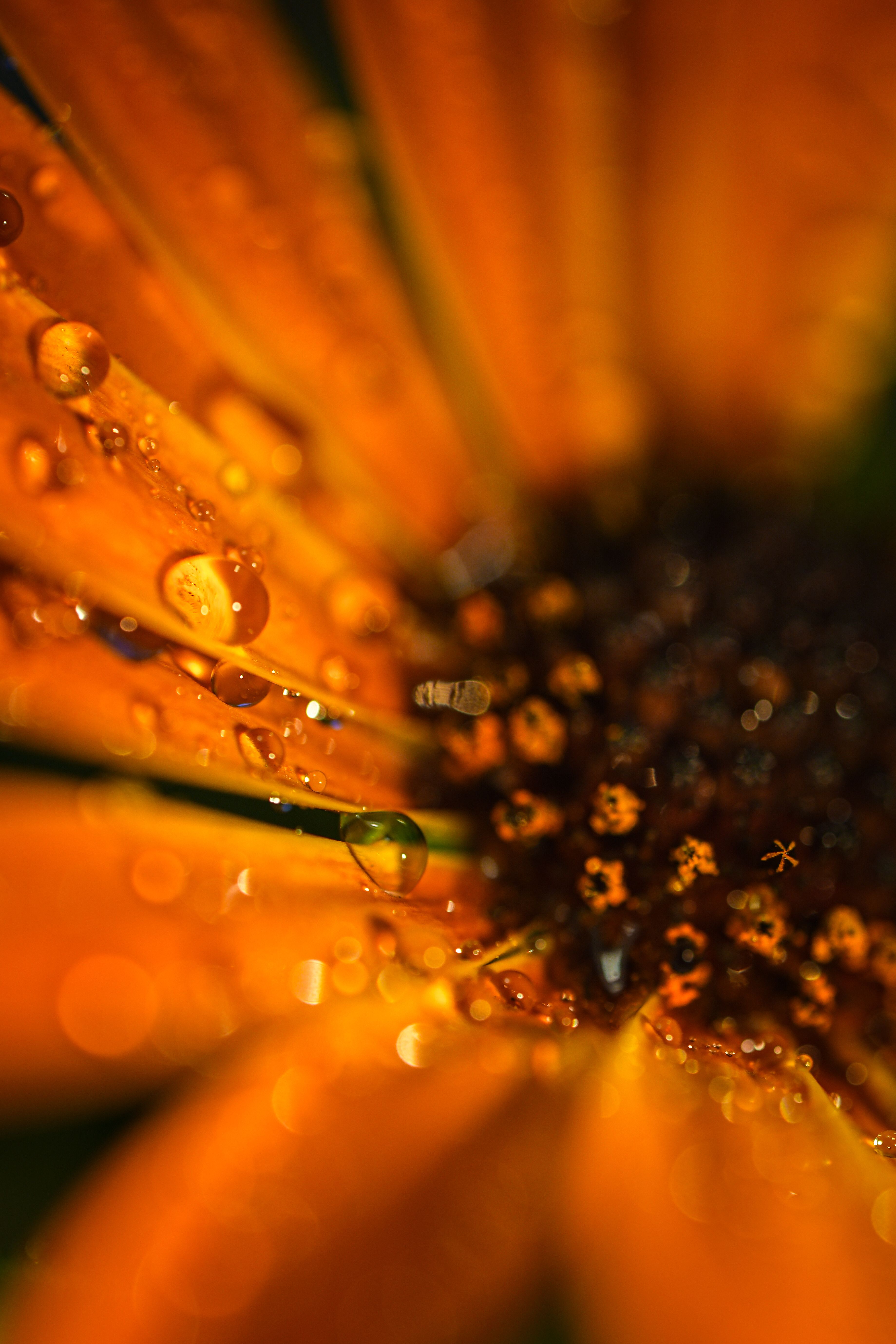 Macro shot of an orange flower petal adorned with glistening water droplets.