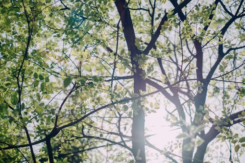 Free Lush green leaves illuminated by sunlight through branches, symbolizing a fresh spring morning. Stock Photo
