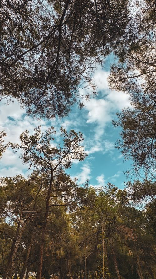 Free View of tall trees reaching towards a bright blue sky with scattered clouds. Stock Photo