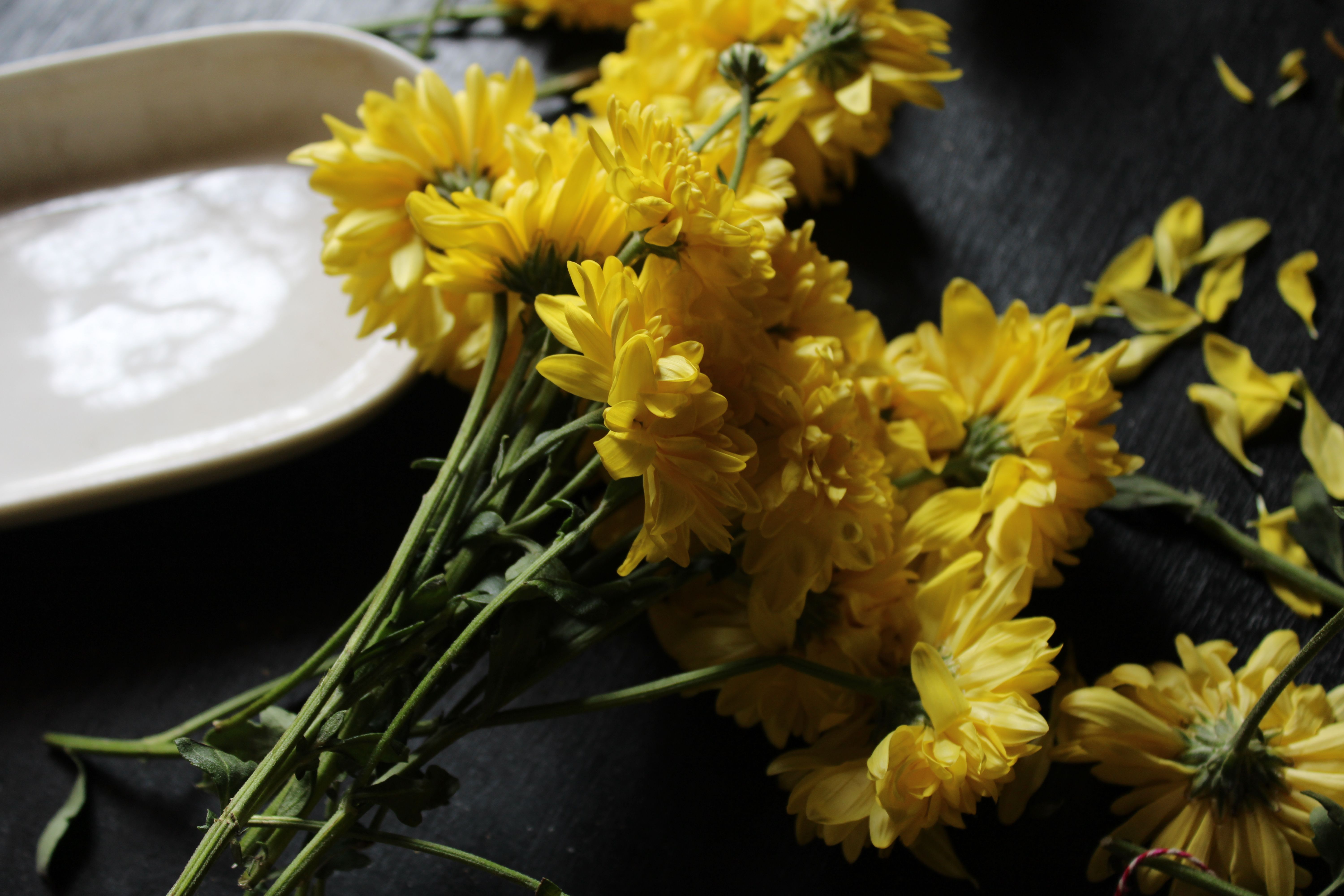 [ColoSach]-vibrant-yellow-chrysanthemums-on-a-dark-background-with-petals-scattered.