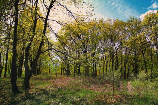 Vibrant spring forest with sunlit trees and fresh foliage under a blue sky.