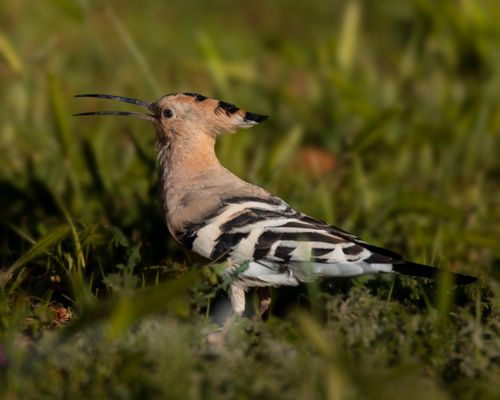 Free Stunning close-up of an Eurasian Hoopoe amid lush green grass captured in perfect detail. Stock Photo
