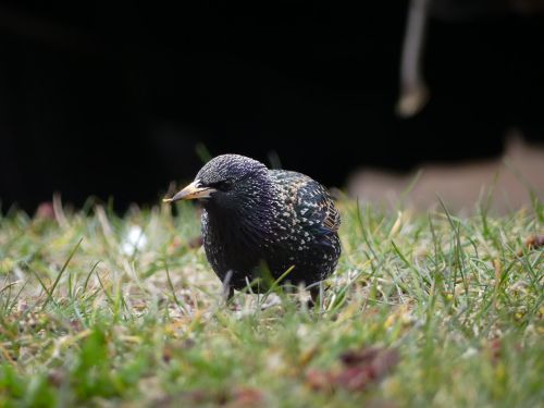 Free A European Starling (Sturnus vulgaris) foraging on grassy terrain, captured in vivid detail against a dark background. Stock Photo