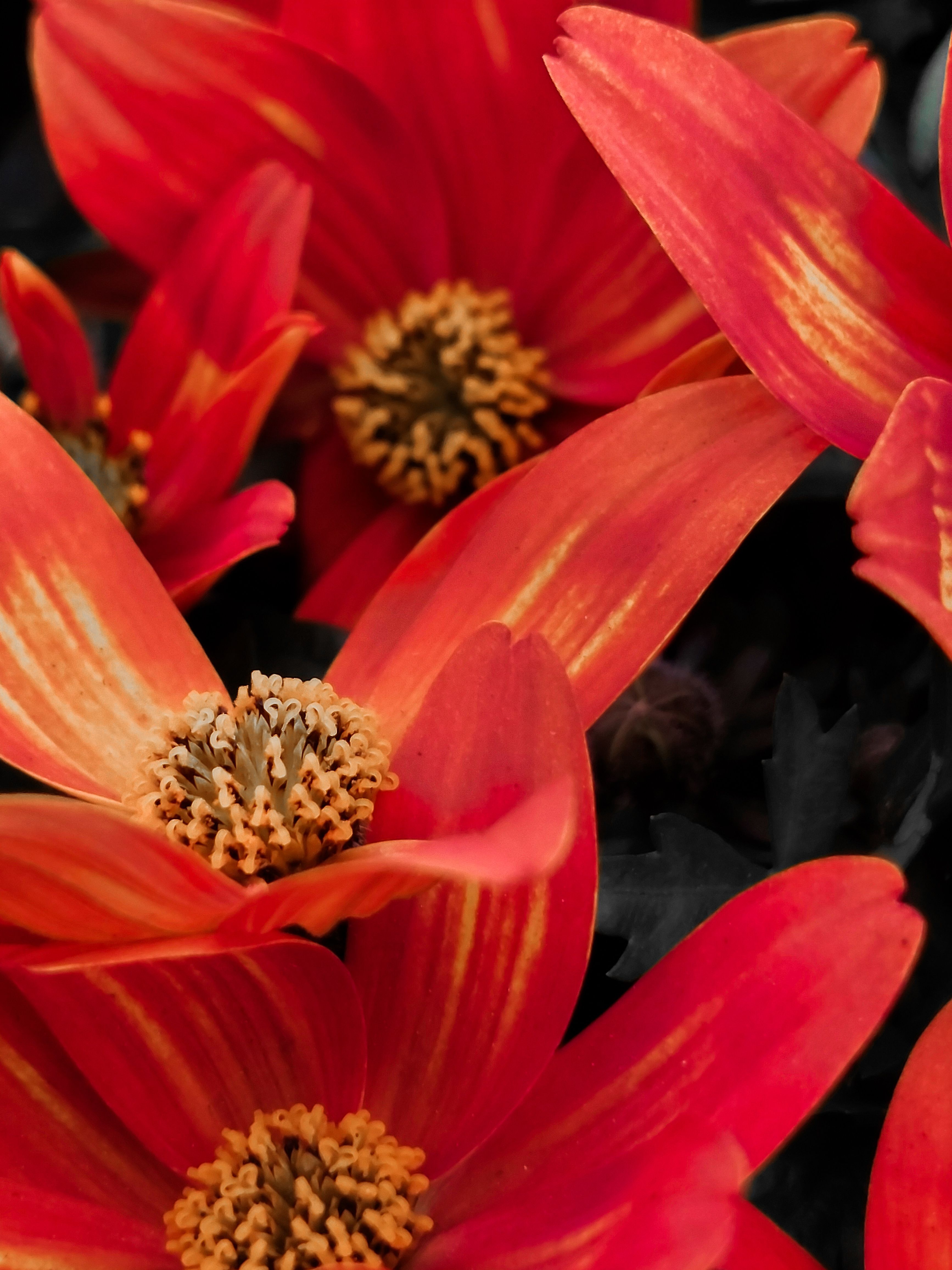 [ColoSach]-close-up-of-vibrant-red-cosmos-flowers-with-bright-orange-centers,-showcasing-intricate-petal-patterns.