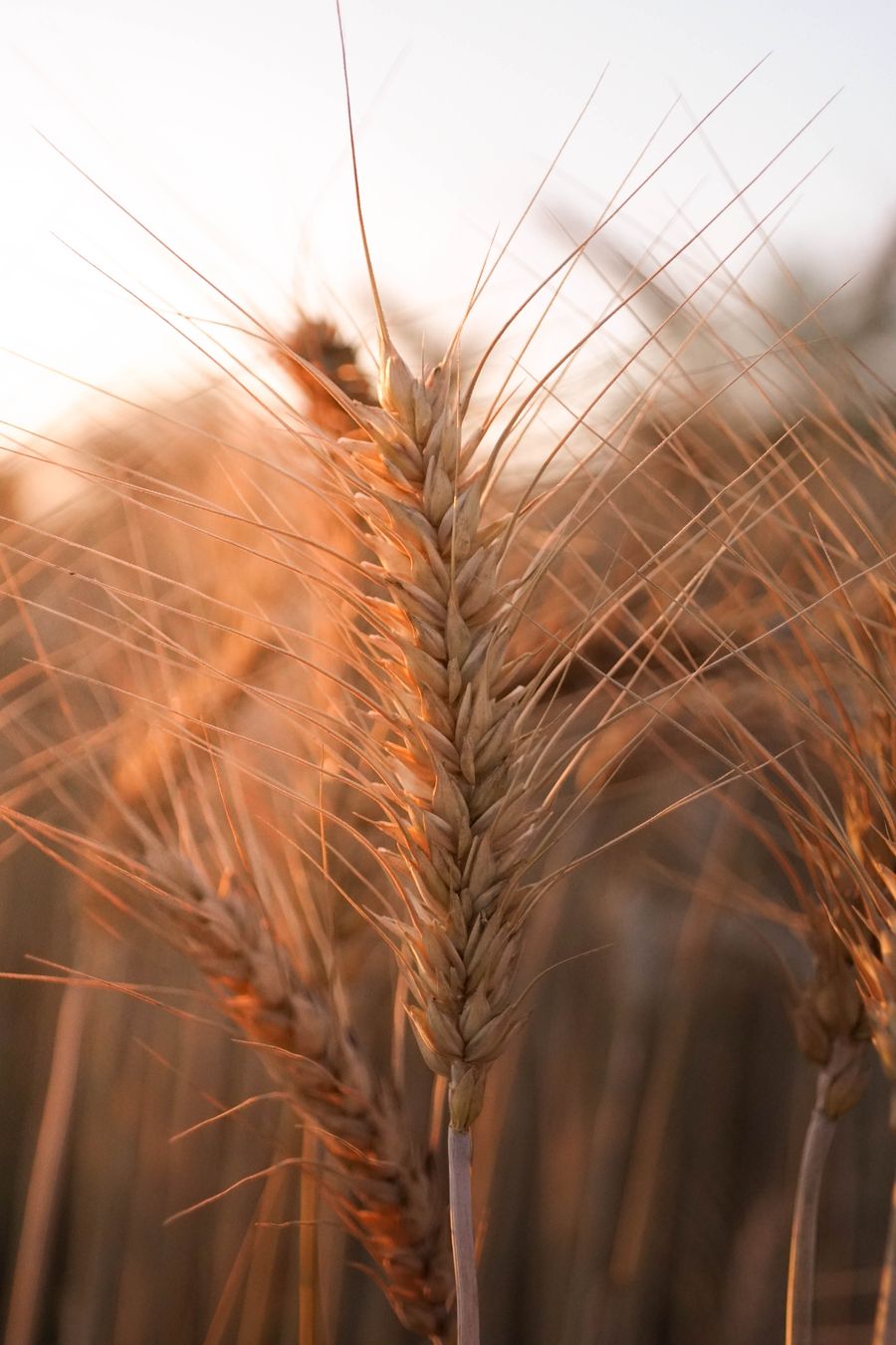 Wheat ears in golden-hour light, photo by Quiet Pixels on Pexels