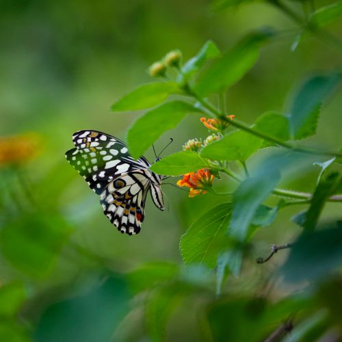 Free Lime Swallowtail butterfly on bright orange flowers in a green setting, Chhatarpur, India. Stock Photo