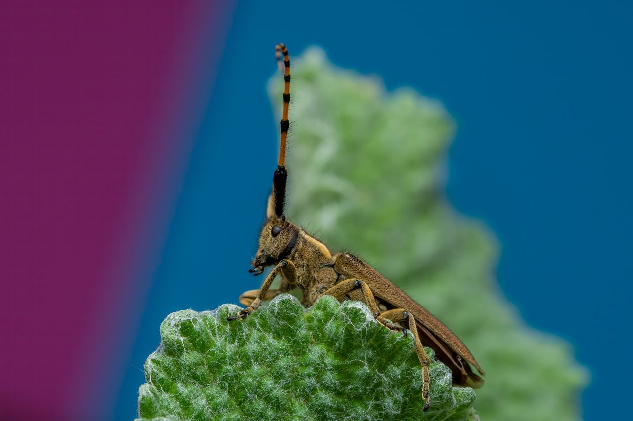 detailed macro photograph of a beetle with long antennae on a green le