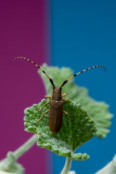 Close-up of a beetle with long antennae on a green leaf against a vibrant two-tone background.