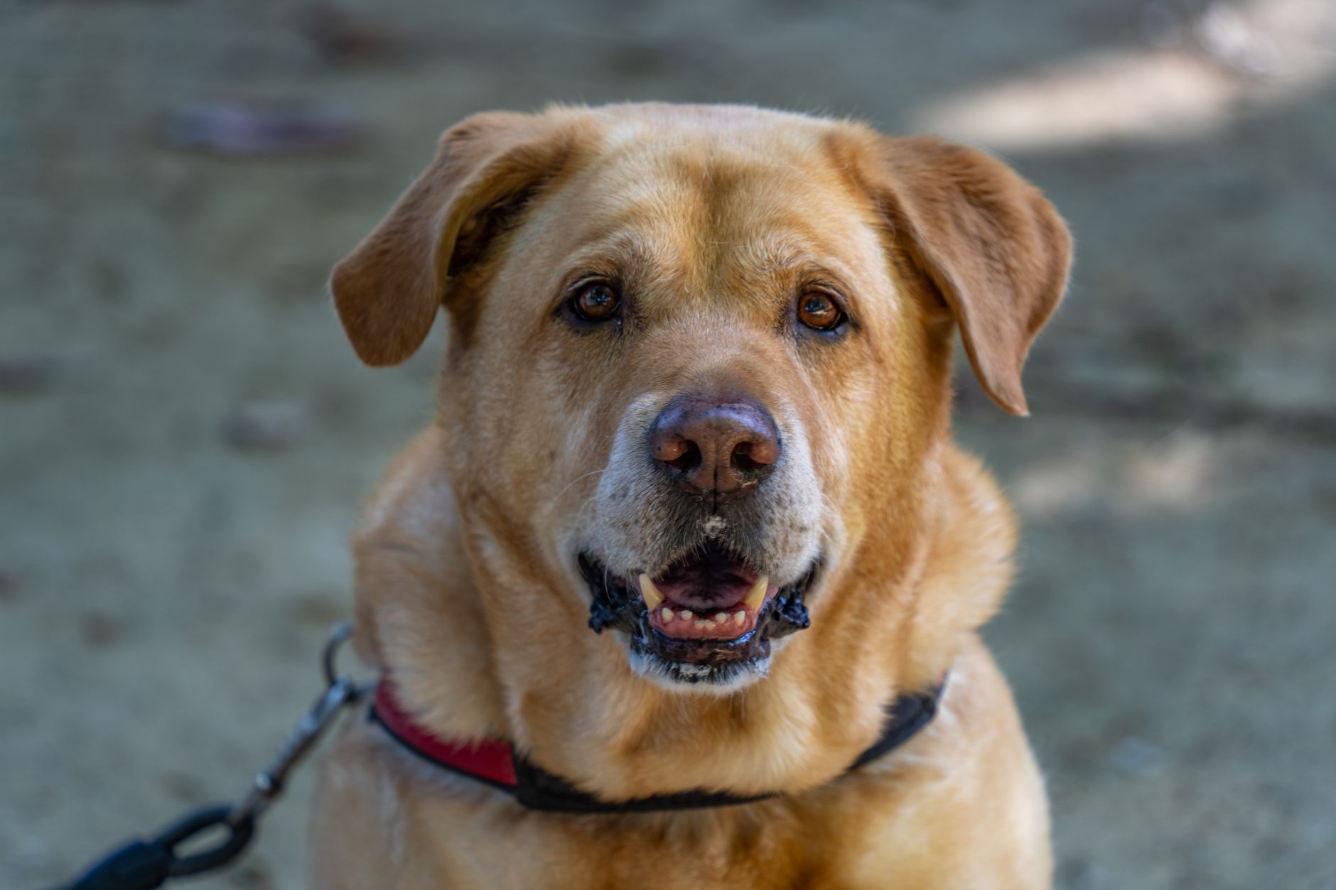 Veterinary care for a dog