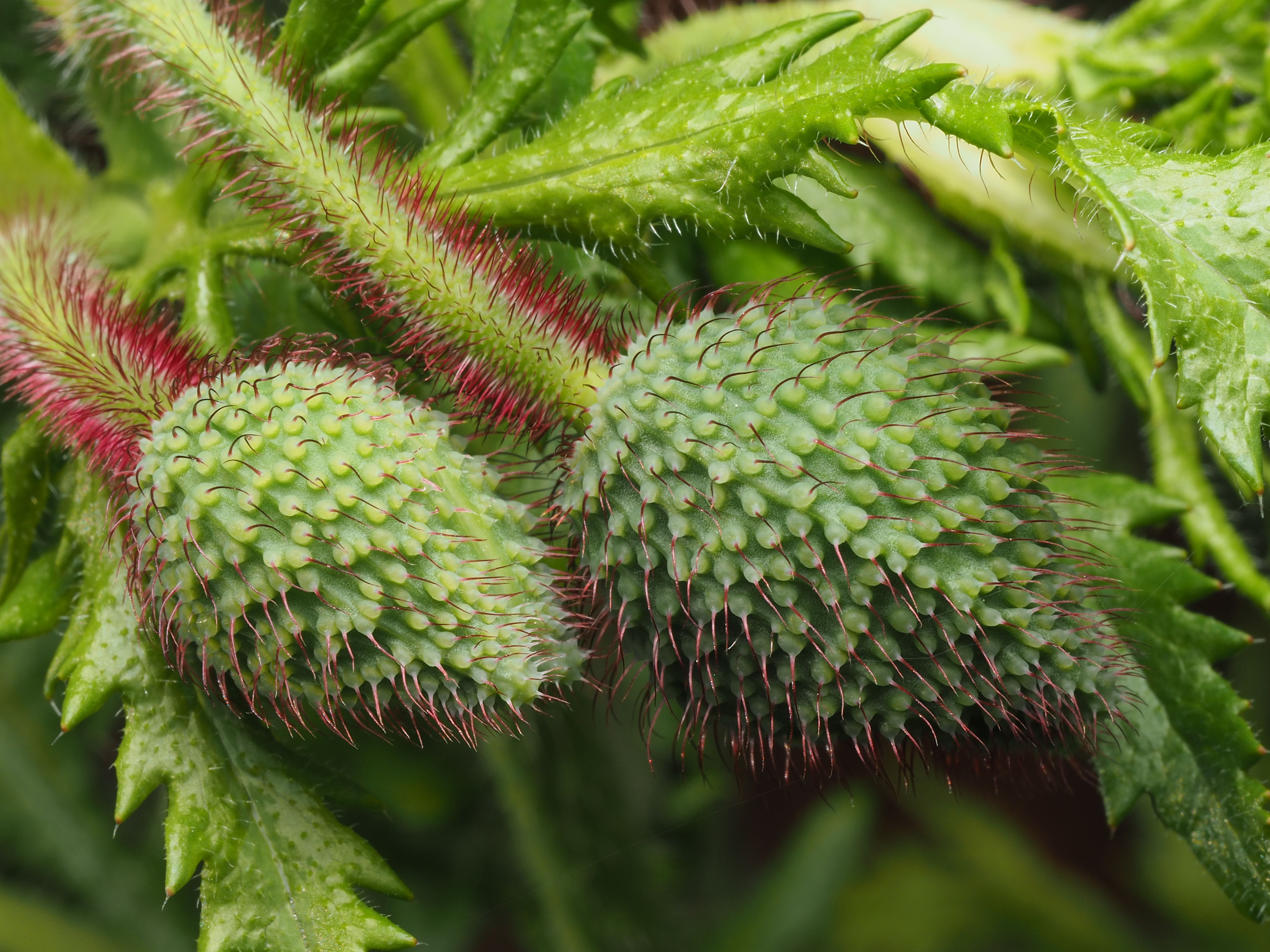 Close-up of Spiky Green Poppy Buds on Stems · Free Stock Photo
