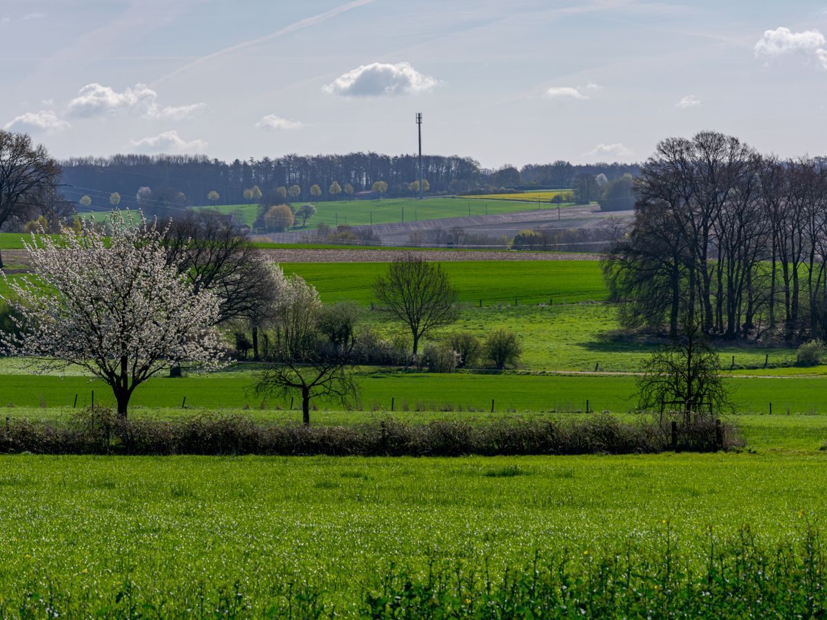 4 Day Inner Evolution Master Plant Retreat in Germany 2