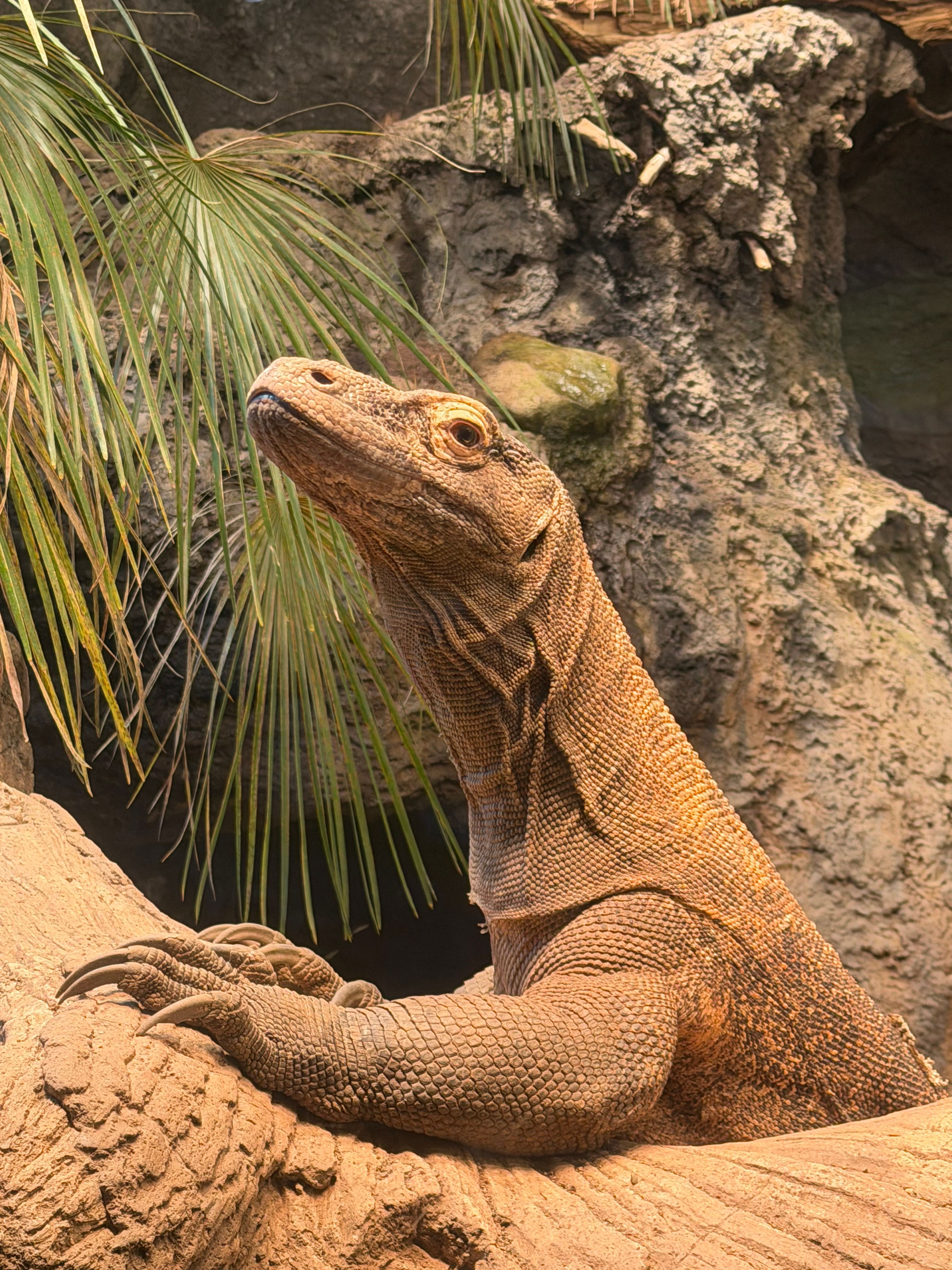 Komodo Dragon in a Naturalistic Habitat Display · Free Stock Photo