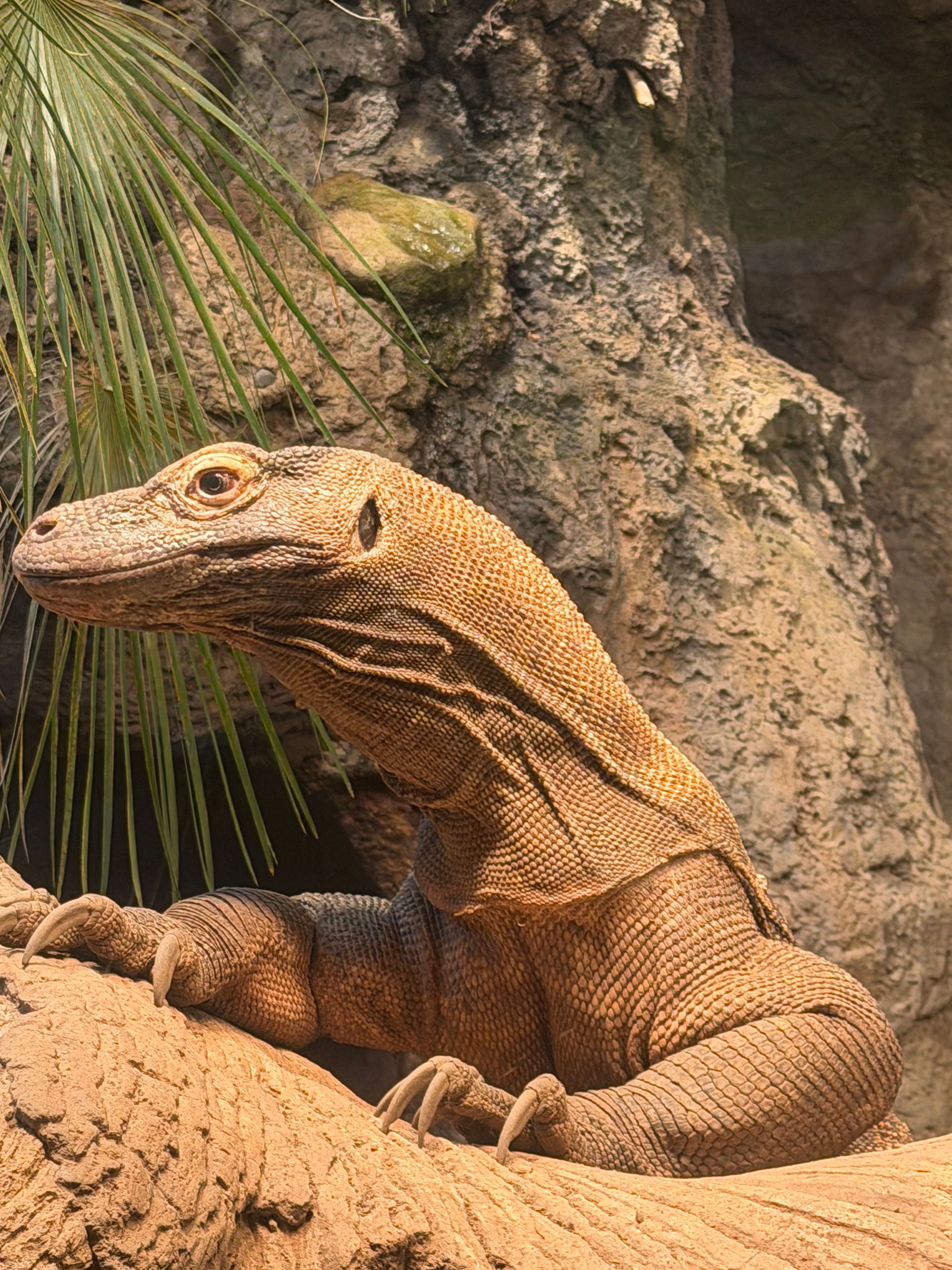 Komodo Dragon in Natural Habitat Display · Free Stock Photo