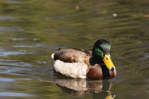 Free A vibrant mallard duck gliding on a serene lake in Central Park, New York City. Stock Photo