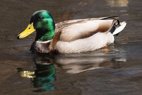 Free A colorful mallard duck with iridescent green head swimming in a New York pond. Stock Photo