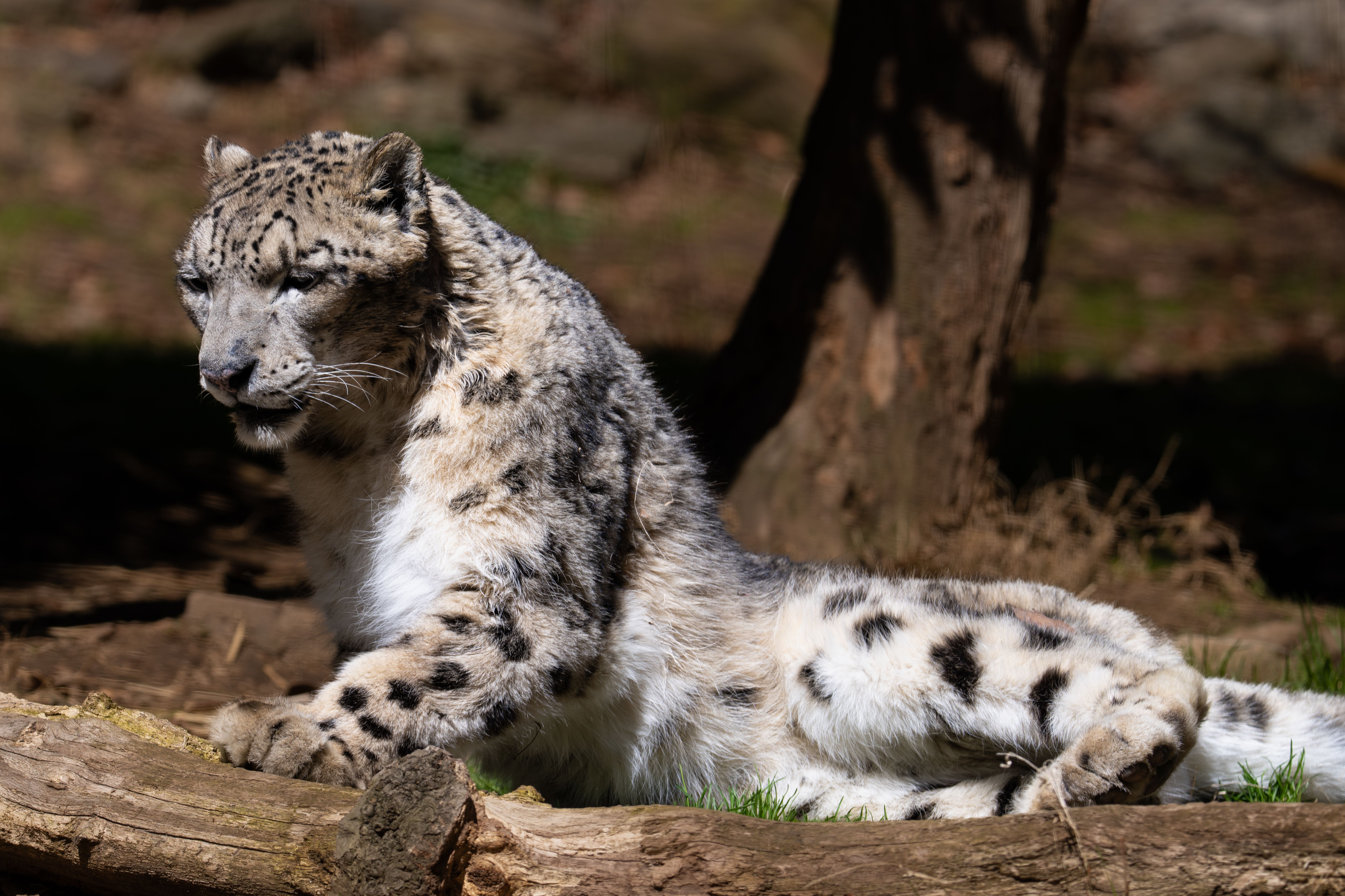 Un majestueux léopard des neiges se reposant dans un zoo de New York, illustrant la grâce et la beauté de cette espèce menacée.